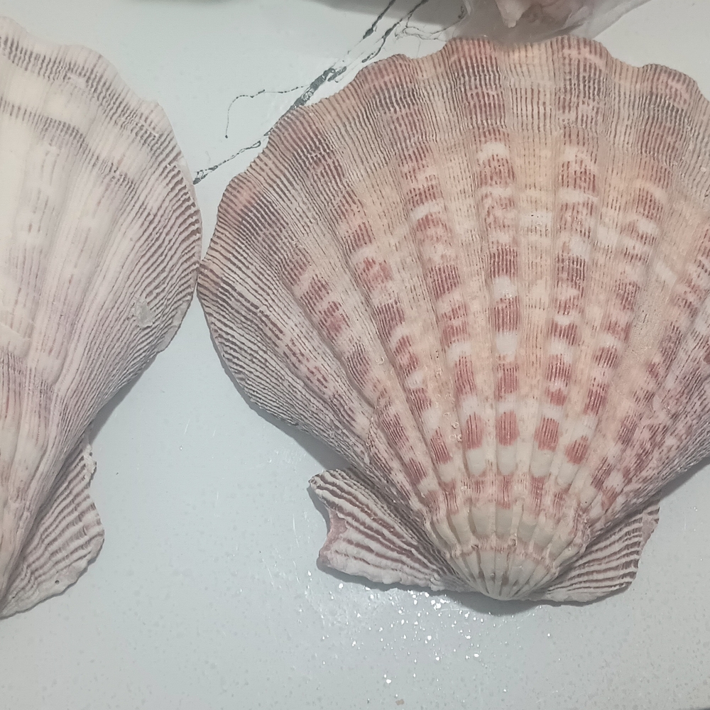 Decorative Sea Shell Pair - Natural Pink and Cream Scallop Shells